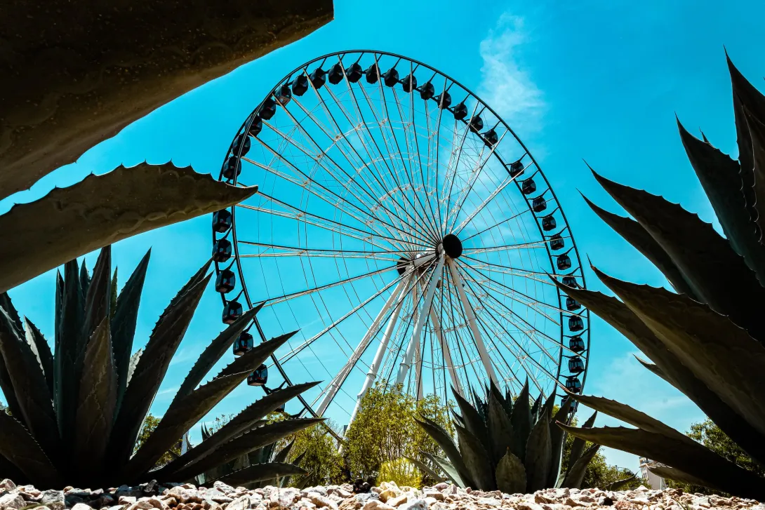 cactus
